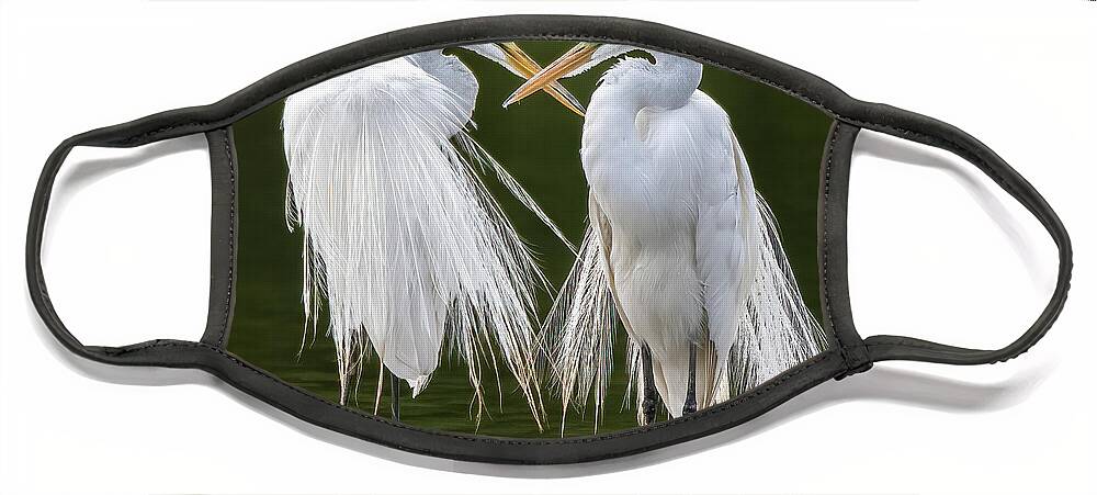 Great Egrets Face Mask featuring the photograph Great Egrets 8762-061922-3 by Tam Ryan