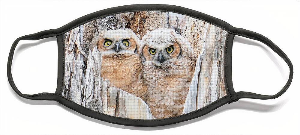 Great Horned Owls Face Mask featuring the photograph Great Horned Owl Babies by Judi Dressler