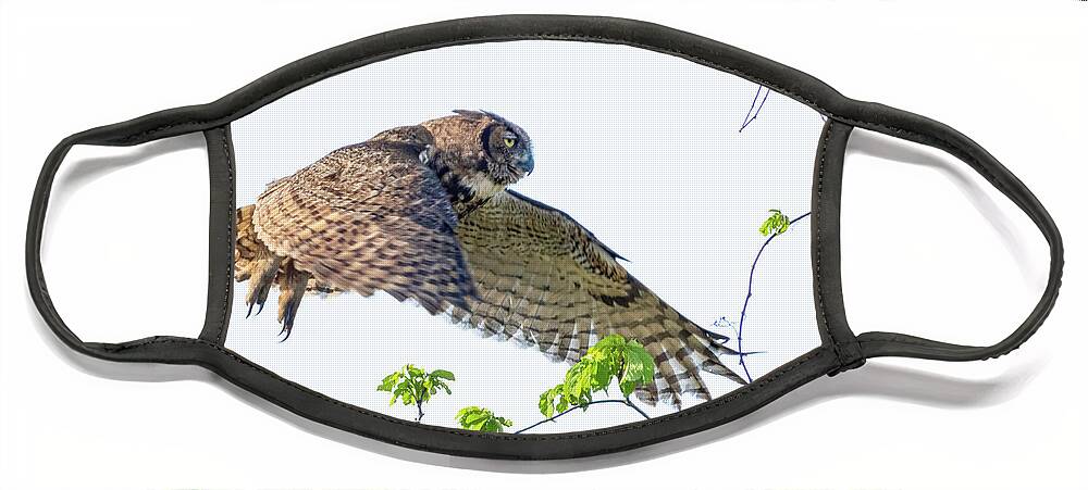 Great Horned Owl Face Mask featuring the photograph Great Horned Owl in Flight by Jim Miller
