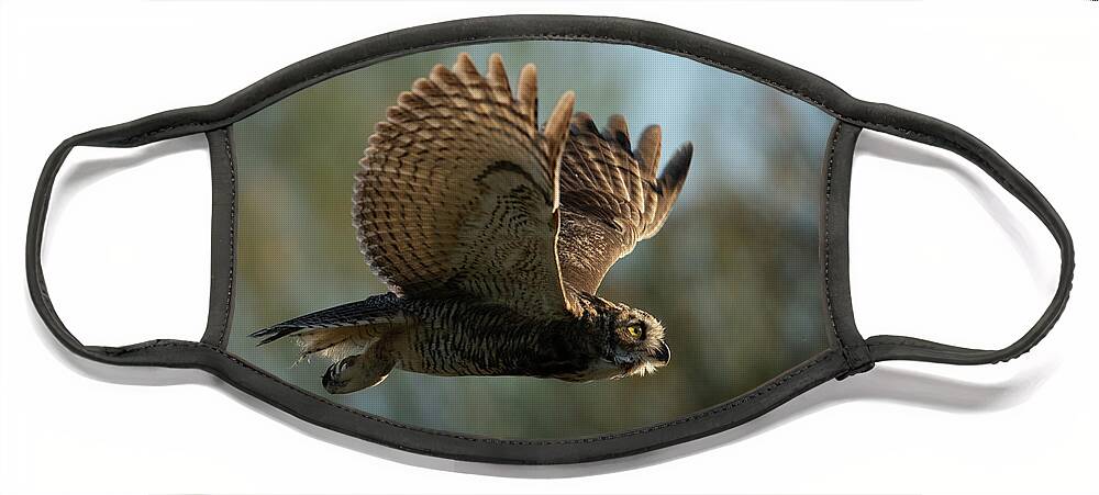 Wildlife Face Mask featuring the photograph Great Horned Owl by Shannon Hastings
