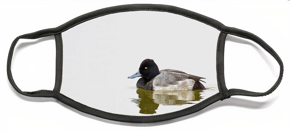 Greater Scaup Face Mask featuring the photograph Greater Scaup Duck on Lake Mattmuskeet by Bob Decker