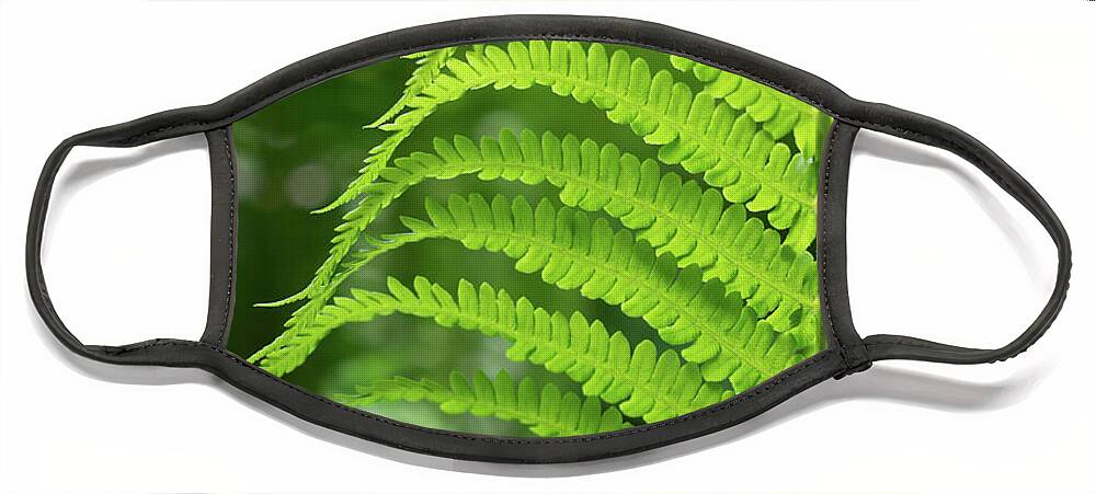 Fern Face Mask featuring the photograph Green fern and summer dream in the forest by Adriana Mueller