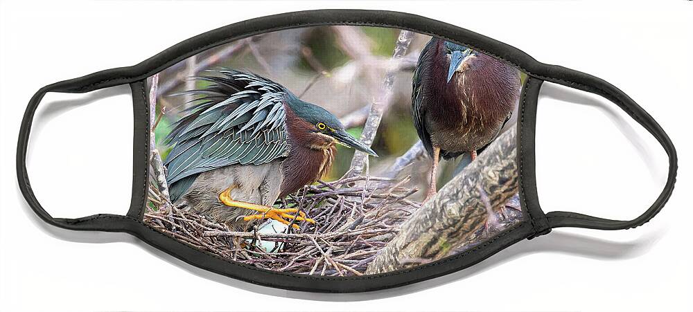 Green Herons Face Mask featuring the photograph Green Heron Nesting by Jaki Miller