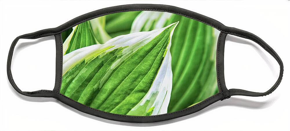 Green Leaves Face Mask featuring the photograph Green Leaves Nature Abstract by Christina Rollo
