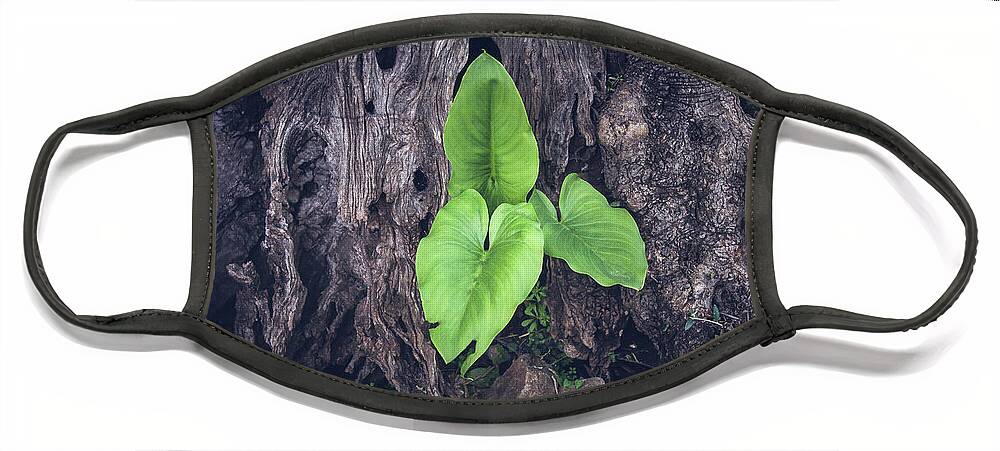 Adam And Eve Face Mask featuring the photograph Green leaves of arum between the roots of a very old olive tree by Jean-Luc Farges