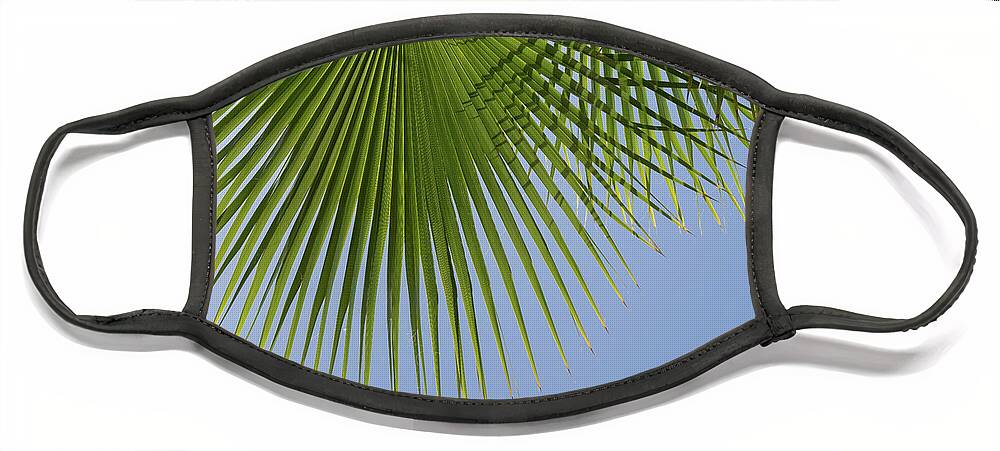 Palm Leaf Face Mask featuring the photograph Green palm leaf and blue sky, summer season by Adriana Mueller