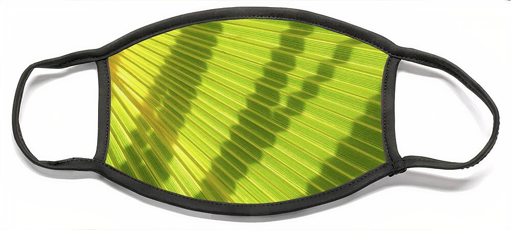Palm Leaf Face Mask featuring the photograph Green palm leaf and shadows 1 by Adriana Mueller