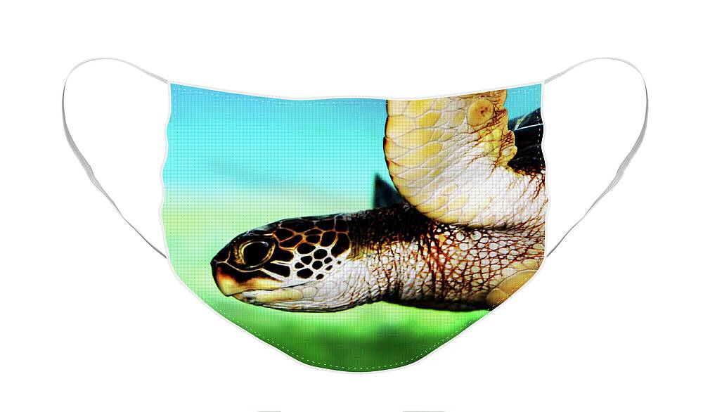 Green Face Mask featuring the photograph Green Sea Turtle by Marilyn Hunt