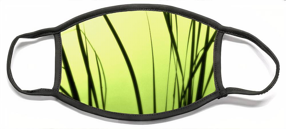 Reeds Face Mask featuring the photograph Green Soft Edges of morning by Cynthia Dickinson
