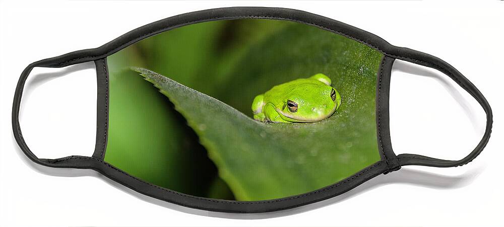 American Face Mask featuring the photograph Green Tree Frog by WAZgriffin Digital