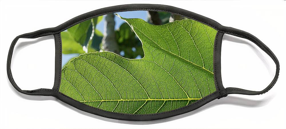 Fig Leaf Face Mask featuring the photograph Green veins of a fresh fig leaf in the sunlight by Adriana Mueller