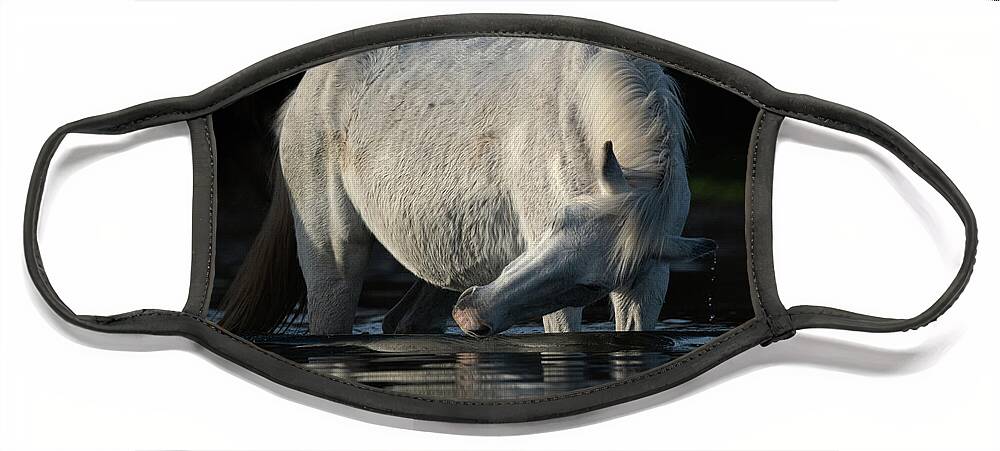 Salt River Wild Horse Face Mask featuring the photograph Grey Beauty by Shannon Hastings