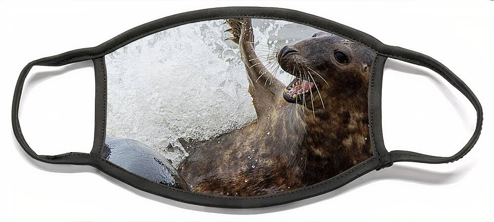 Grey Seals Face Mask featuring the photograph Grey Seals splashing about 2 by Gareth Parkes