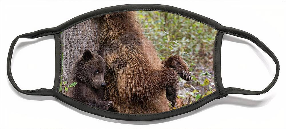 00579255 Face Mask featuring the photograph Grizzly and Cub Scratching by Marion Vollborn