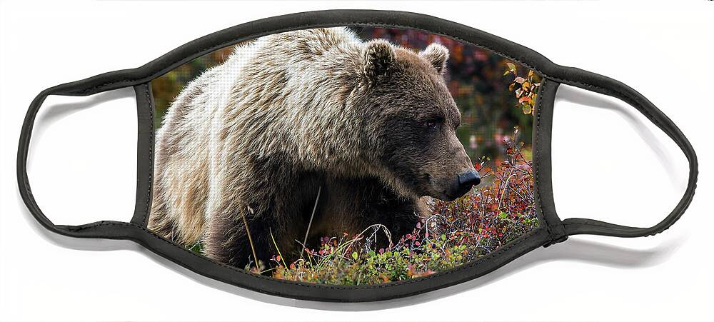 Grizzly Face Mask featuring the photograph Grizzly bear in Denali national park - Alaska by Olivier Parent