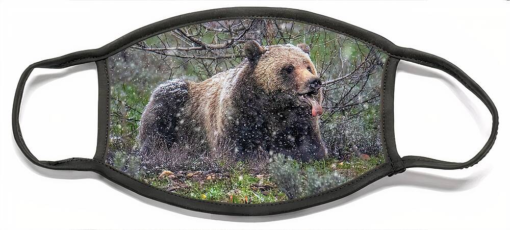 Snowflake Face Mask featuring the photograph Grizzly Catching Snowflakes by Michael Ash