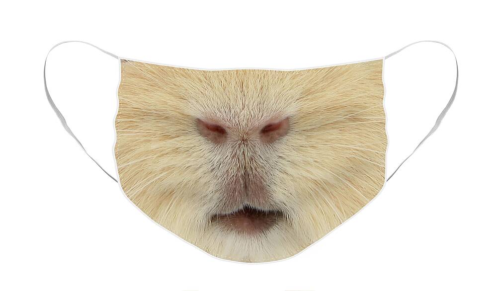  Face Mask featuring the photograph Guinea 03 by Warren Photographic