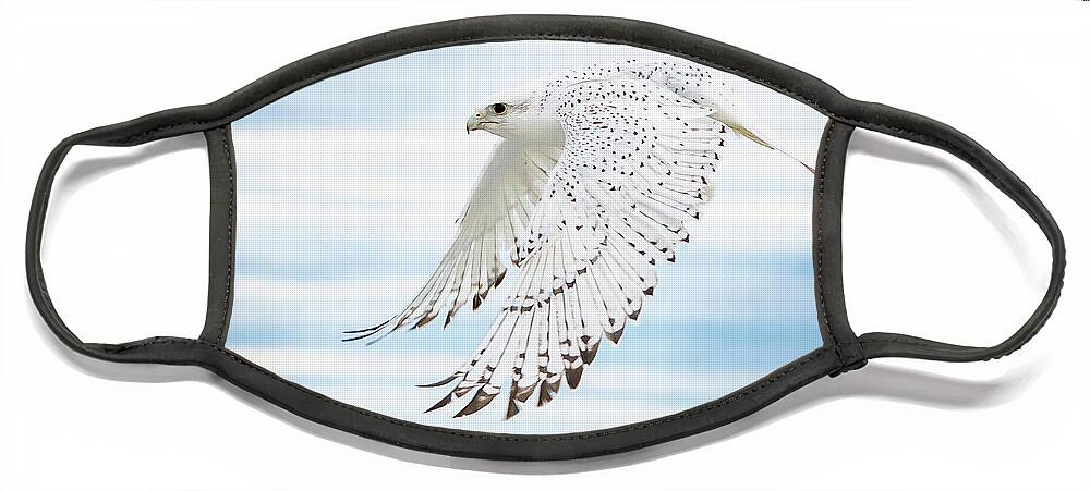 Gyrfalcon Face Mask featuring the photograph Gyfalcon in Flight by Judi Dressler