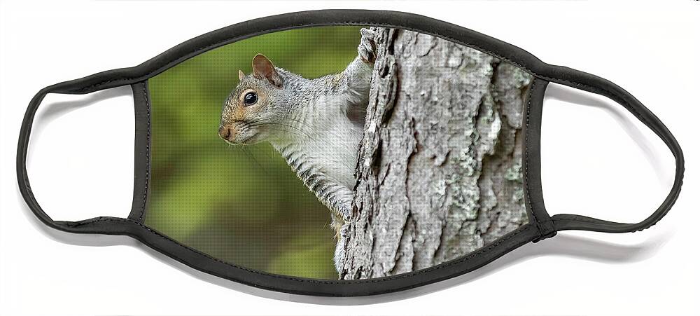 Squirrel Face Mask featuring the photograph Hang On by Holly Ross