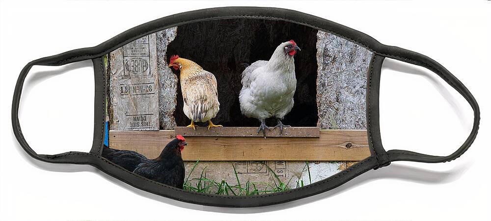 Hen Face Mask featuring the photograph On the Stoop of the Coop by Bonny Puckett