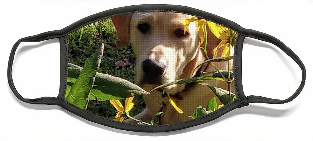 Yellow Lab Face Mask featuring the photograph Hanging with the Maxamillians by Kim Galluzzo Wozniak