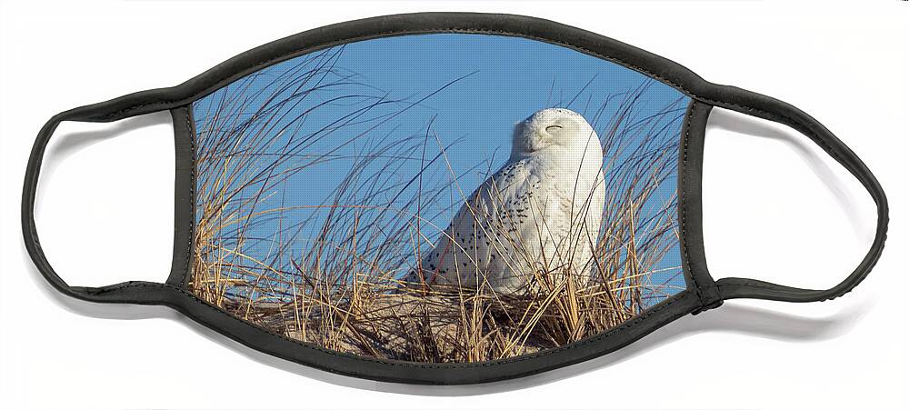 Snowy Owl Face Mask featuring the photograph Happy little owl. by Alyssa Tumale