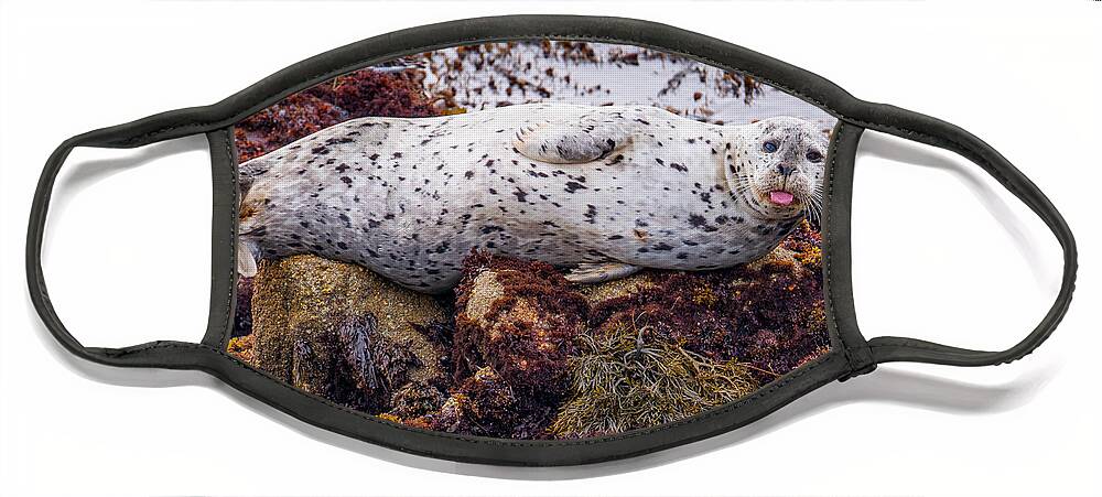Harbor Seal Face Mask featuring the photograph Happy The Harbor Seal by Derek Dean