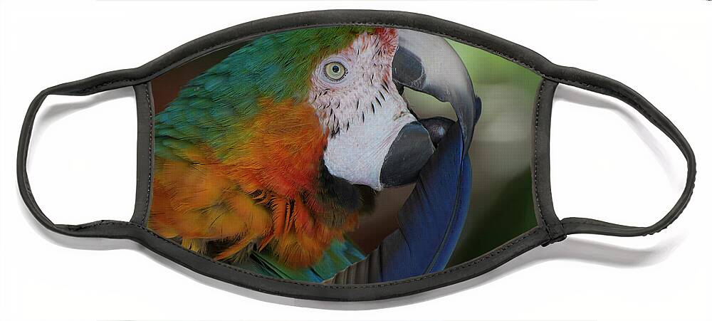 Bird Face Mask featuring the photograph Harlequin Macaw by Carolyn Hutchins