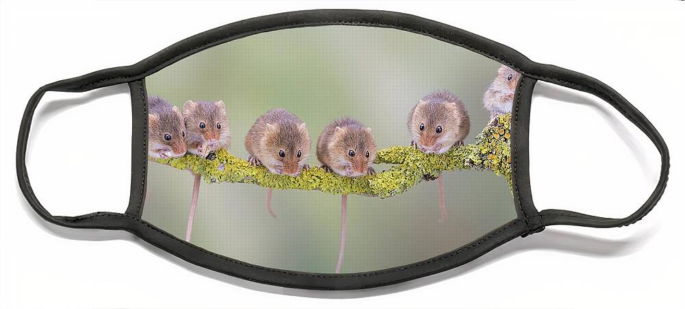 Cute Face Mask featuring the photograph Harvest mouse gang by Erika Valkovicova