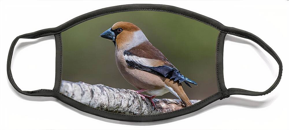 Hawfinch Perching Face Mask featuring the photograph Hawfinch perching on the oak branch by Torbjorn Swenelius