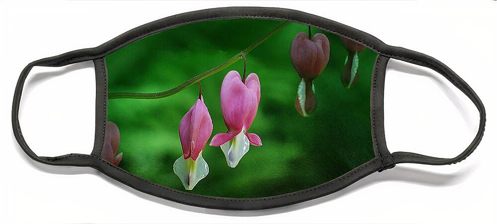 Dicentra Face Mask featuring the photograph Hearts of Spring by Moira Law