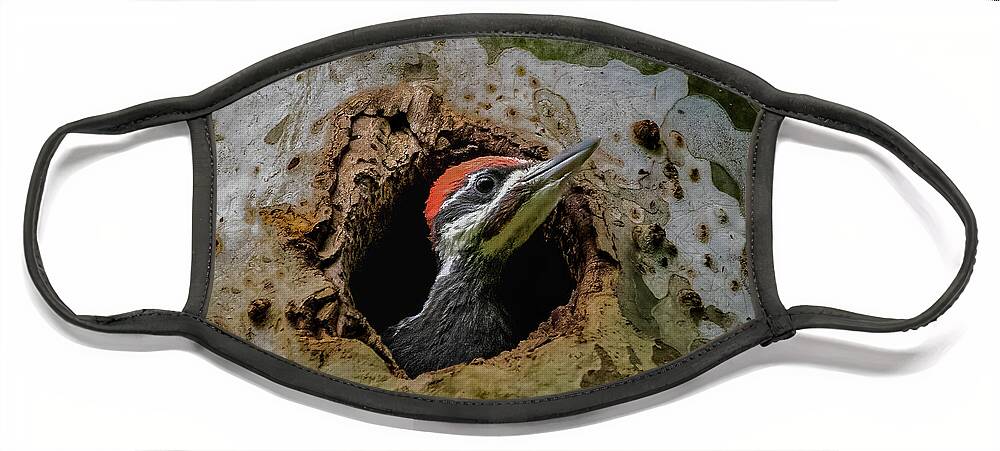 Pileated Face Mask featuring the photograph Hello world by Brian Shoemaker