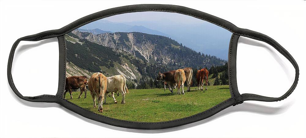 Hochkar Face Mask featuring the photograph Herd of Pinzgauer cattle grazes on the Hochkar mountain with an incredible and soothing view of the rest of the Austrian Alps. Organic product, the freshest and highest quality milk. by Vaclav Sonnek