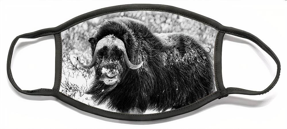 Usa Face Mask featuring the photograph Here's Looking at You - bw I by Cheryl Strahl