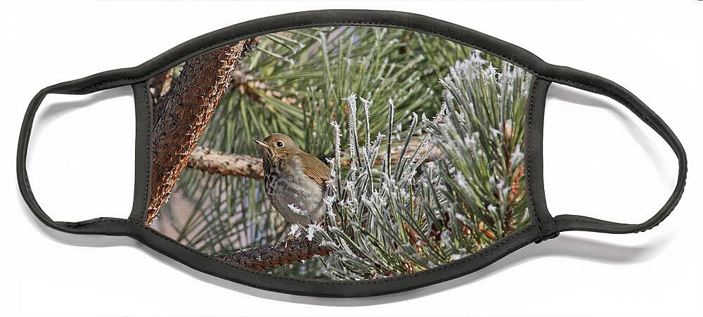 Hermit Thrush Face Mask featuring the photograph Hermit Thrush by Gary Wing