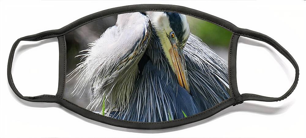 Blue Heron Face Mask featuring the photograph Heron by Michelle Wittensoldner