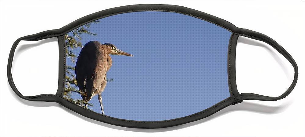 Great Blue Heron Face Mask featuring the photograph Heron Perch by Kimberly Furey