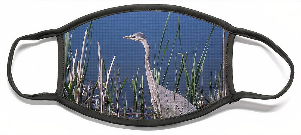 Reeds Face Mask featuring the photograph Blue Heron by Kim Prowse