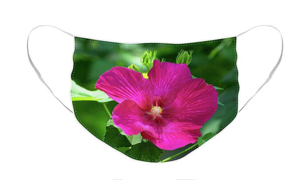 Flower Face Mask featuring the photograph Hibiscus flower blooming in full glory by Gunther Allen