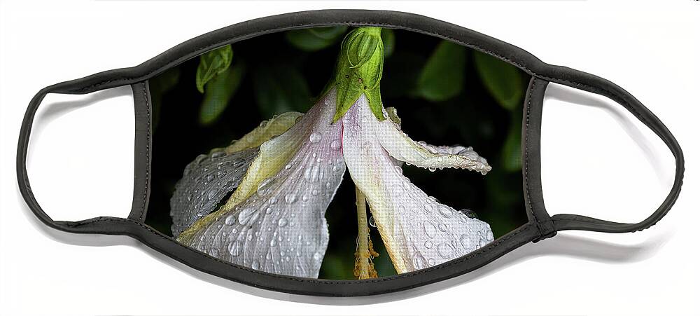 Hibiscus Face Mask featuring the photograph Hibiscus in the Rain by Neala McCarten