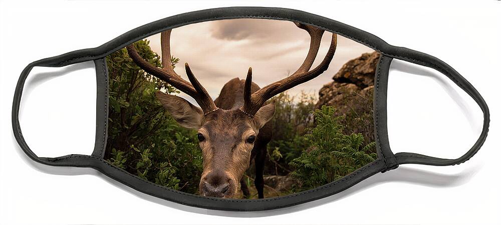 Deer Face Mask featuring the photograph Hideout Discovered by Naomi Maya