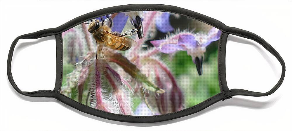 Fuzzy Face Mask featuring the photograph Honeybee collecting pollen on borage flowers by Steve Estvanik