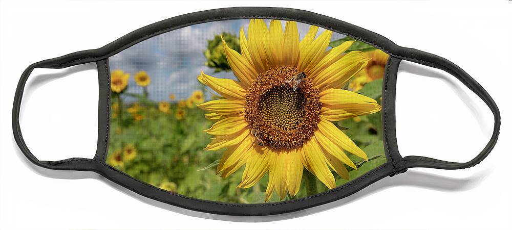 Sunflower Face Mask featuring the photograph Honeybee on Sunflower by Carolyn Hutchins