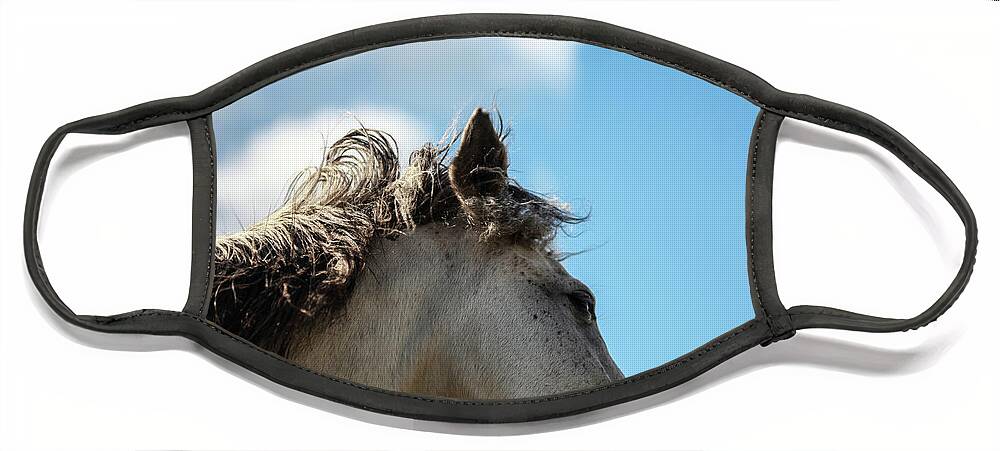 Horse Face Mask featuring the photograph Horse and Sky by Listen To Your Horse