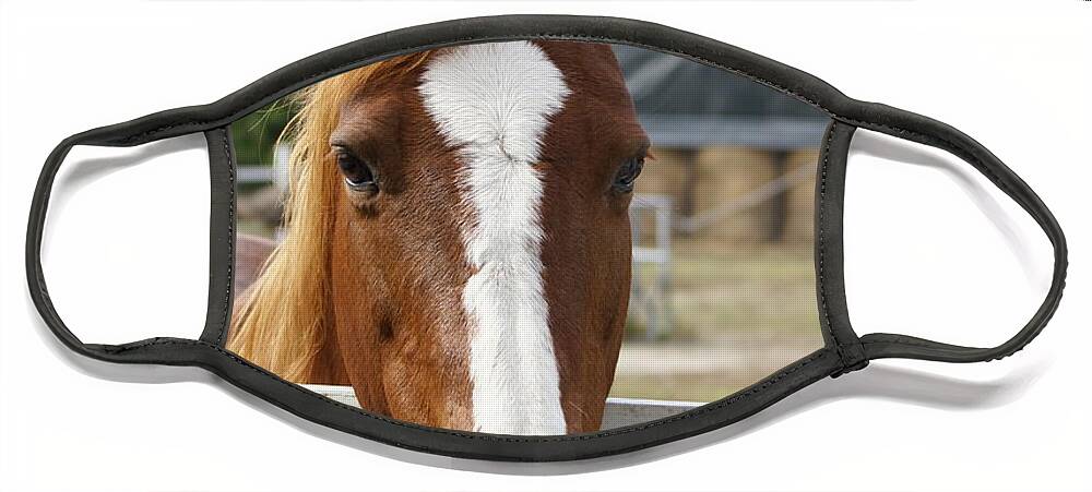  Face Mask featuring the photograph Horse Welcome by Heather E Harman