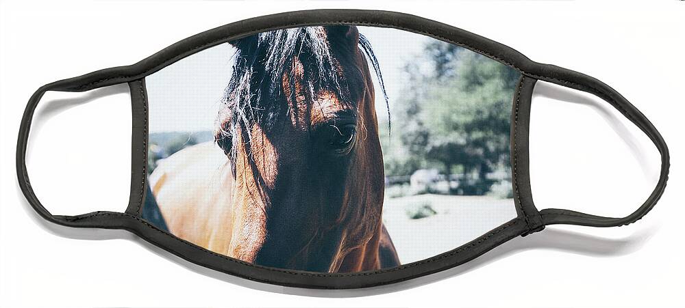 Horse Face Mask featuring the photograph Horses on summer meadow I by Dimitar Hristov