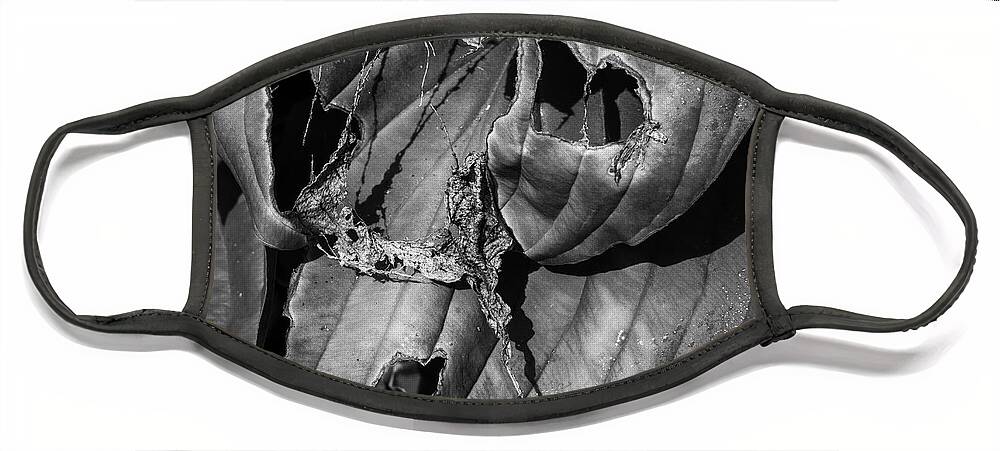 Beauty Face Mask featuring the photograph Hosta V BW SQ by David Gordon