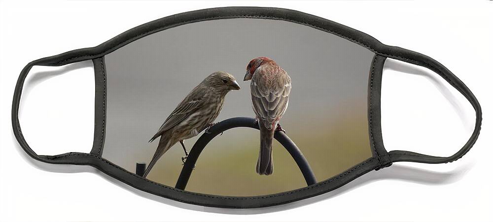  Face Mask featuring the photograph House Finch Pair by Heather E Harman