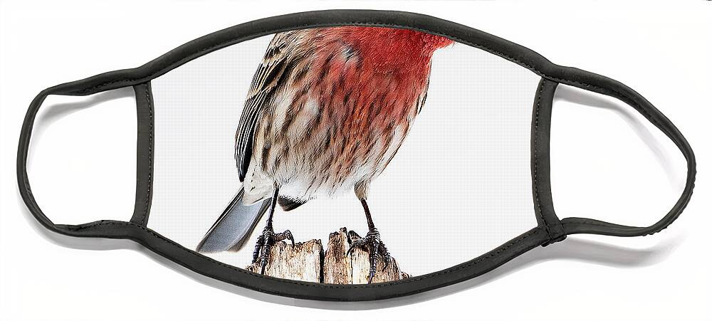 House Finch Face Mask featuring the photograph House Finch- So Curioius by Sandra Rust