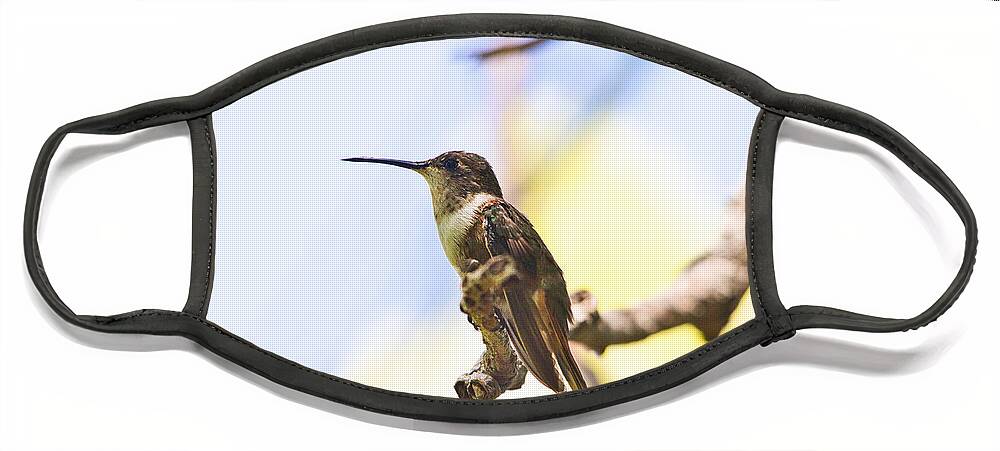 Humming Bird Face Mask featuring the photograph Humming Bird Hanging in a Tree by Montez Kerr